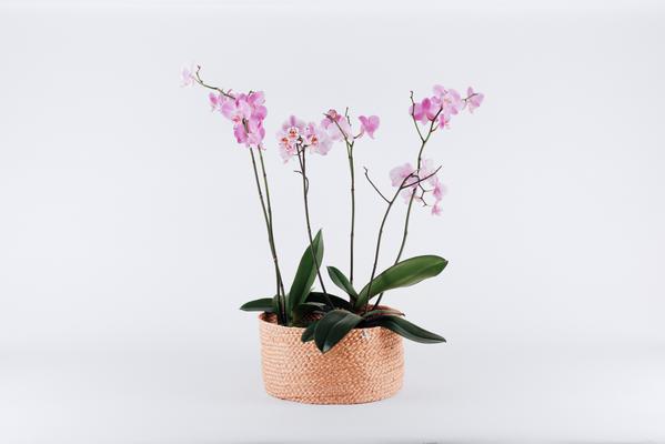 LARGE HENEQUEN FLOWER POT